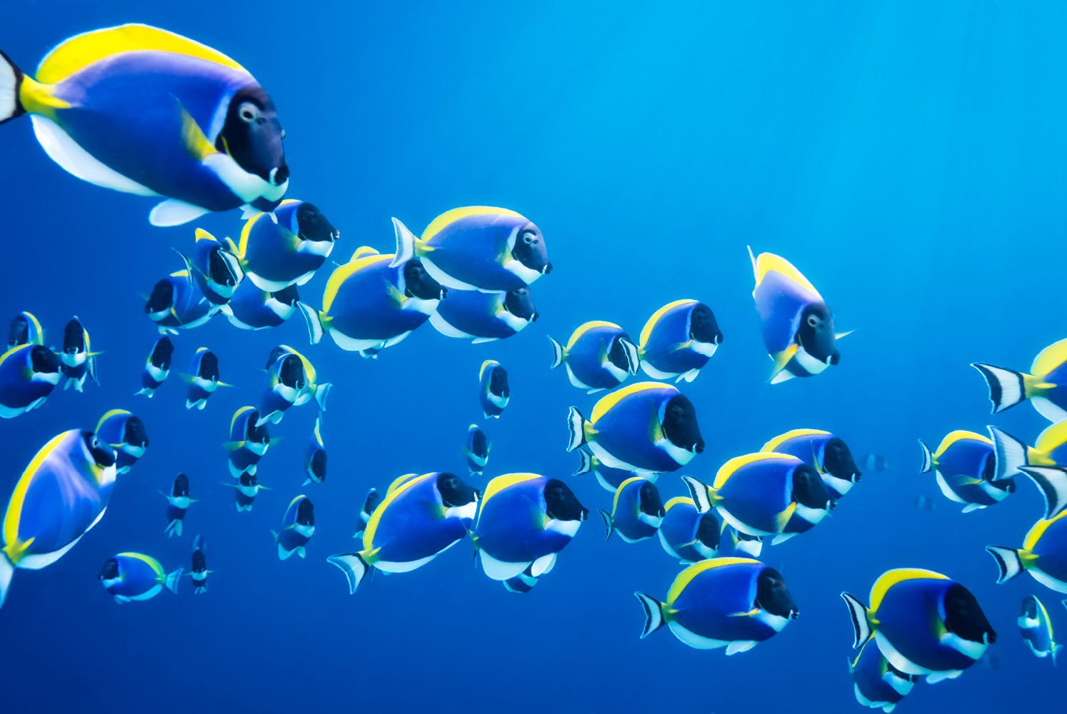 Brand Sustainability Deep Dive Module